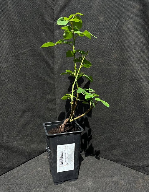 Роза ремонтантная Фрау Карл Друшки